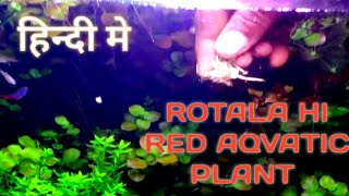 how to plant rotala in aquarium rotala rotundifolia hi red rotala red plant [upl. by Llevert507]