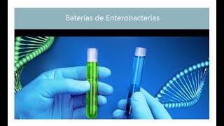 Enterobacterias Baterías de laboratorio [upl. by Faun]