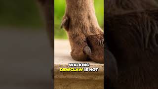 Purpose of Dewclaws in Dogs [upl. by Nahallac]