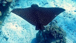 Majestic spotted eagle ray cruises through waters of Roatan [upl. by Glavin]