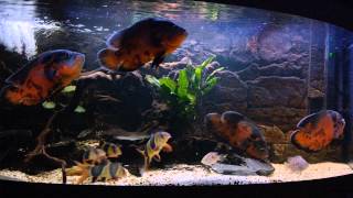 astronotus ocellatus peru oscar fishclown loaches Cichlasoma cyanoguttatum HD Ep9 [upl. by Durand]