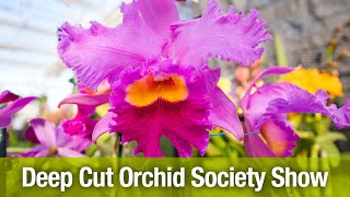 Deep Cut Orchid Society Show 02032023 [upl. by Nosyd]