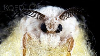 Silkworms Spin Cocoons That Spell Their Own Doom  Deep Look [upl. by Raddatz]