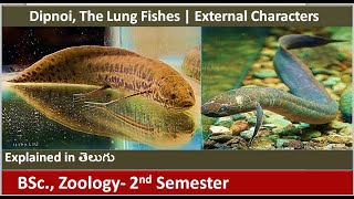 Dipnoi  The Lung Fishes  External Characters  Fishes  BSc Zoology 2nd semester  HSR Bioinfo [upl. by Wolk319]