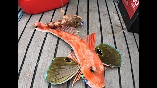 Gurnard and Snapper fishing NZ [upl. by Faline]