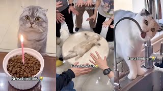 Los Gatos Más Graciosos de Internet 😹 No Creerás Lo Que Hacen Los BRUSCHIMICHIS [upl. by Ninahs587]