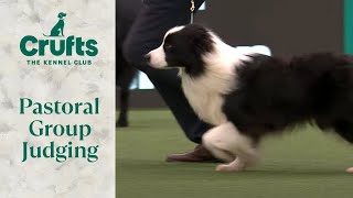 Pastoral Group Judging  Crufts 2024 [upl. by Ineslta888]