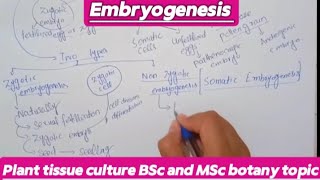 EmbryogenesisPlant tissue cultureBsc and MSc botany topic planttissueculture [upl. by Roseanna367]