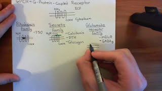 Cholera Toxin and Pertussis Toxin Part 1 [upl. by Putnam]