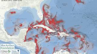 Caribbean Coral Spawning Simulatation [upl. by Felicia107]