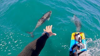 Kitesurfing with dolphins [upl. by Eikciv]