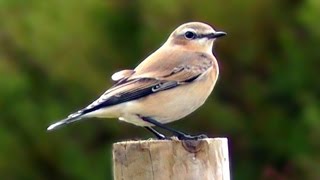 Wheatear at Pendeen  Wildlife in Cornwall  Traquet Motteaux [upl. by Macfadyn]