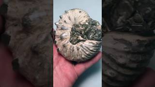 SPIKED AMMONITE FOSSIL covered in Gastropods Hammered out of Texas River Rock amp CLEANED [upl. by Etselec]