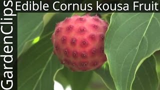 Edible Cornus kousa fruit  Edible fruit of Korean or Japanese Dogwood [upl. by Karyn502]