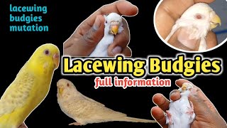 How To Identify Lacewing Budgies  what is lacewing budgies [upl. by Oneladgam]