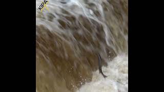 Salmon at Stainforth Force Oct 18th 2024 8am [upl. by Pernick]