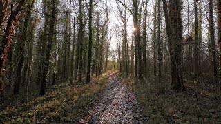 Walking Heart of England Forest Dorothys Wood amp Roberts Wood BidfordonAvon Alcester England 4K [upl. by Beichner]