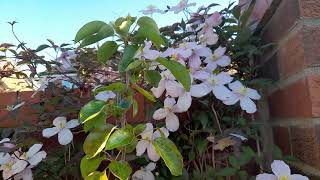 Clematis Montana Rubens is Ideal for covering walls amp fences [upl. by Jempty312]