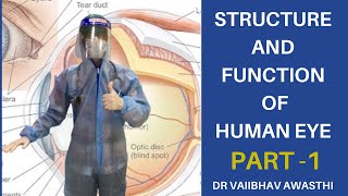 Structure of Human eye in Hindi  Part 1 Introduction  Diagram and Tricks  Made easy  NEET NCERT [upl. by Filmore]