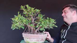 BONSAI FICUS PEQUEÑO ALAMBRADO Y COLOCACION DE TENSORES [upl. by Kirschner]