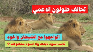 اتواجهوا مع الشيطان واخوه وعاشوا اكتر منهم بخمس سنين  تحالف طولون الاعمي [upl. by Ehcsrop]