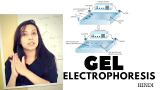 Gel Electrophoresis  Agarose Gel Electrophoresis Lab Procedure [upl. by Alledi21]