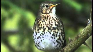 Les Oiseaux de Corrèze N°1 les oiseaux familiers [upl. by Attenyt]