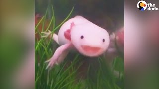 Axolotls Have The Best Smiles  The Dodo [upl. by Ralip974]