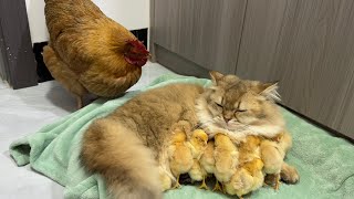 The hen suspects the kitten has stolen the chicksThe cat returned the chick to the henFunny cute🤣 [upl. by Naillig]