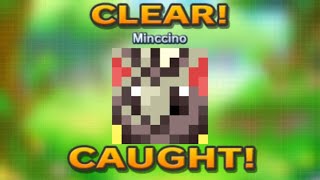 Pokemon Picross  Minccino  S2402  20241113 [upl. by Pease394]