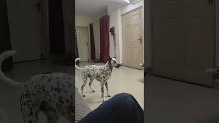 dalmatian dog [upl. by Latimore]