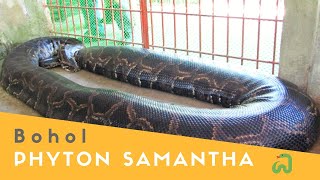 Burmese Python quotSamanthaquot The Biggest Snake in Bohol Philippines [upl. by Lotti]