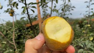 Golden Russet Apple TasteBrix Test Compared to Sweet 16 Honeycrisp Jonagold and Spartan [upl. by Berl]