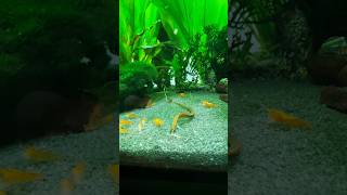 Fresh water Pipefish aquarium fish seahorses [upl. by Enert193]