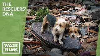 Most Beautiful Dog Reunion Ever After Hurricane Katrina  Hope For Dogs  My DoDo [upl. by Hujsak910]