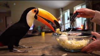 How My Toucan Communicates  Training a Toucan [upl. by Efthim]