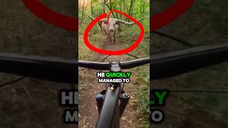 CYCLIST HAS CRAZY ENCOUNTER  viralvideo cycling bull shorts bike funny [upl. by Einnej]