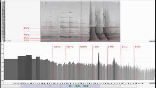 Eastern Whipbird Duet Spectrogram and frequency analyser [upl. by Martell514]