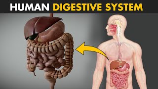 Human Digestive System  How it works  Its parts and functions [upl. by Wrigley558]