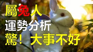 2024生肖運勢，十二生肖属兔人2024年是農曆甲辰龍年，属兔人有著特殊的意義，讓属兔人期待這一年的全年運勢，不過對屬兔人來說整體看來，兔子在龍年還是比較順暢的，屬兔人的性格有傲嬌（生肖兔） [upl. by Dulci]