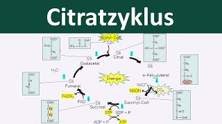 Citratzyklus  Zellatmung 46  Biologie Oberstufe [upl. by Annaoi]