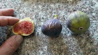 Black Malta vs Maltese Beauty fig varieties  English и Русский язык [upl. by Nawotna]