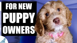 Your Complete First Week Puppy Training Plan [upl. by Undry]