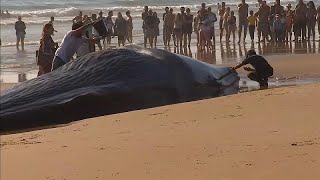 Portugal  Muere la ballena encallada en una playa cercana a Lisboa [upl. by Amarillas]