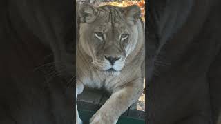 Savanna Lioness Close Up lion cat cats catvideos bigcat shorts closeup [upl. by Estas]