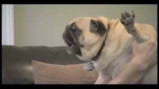 Curb Your Dog  Evil Pug [upl. by Ultan]