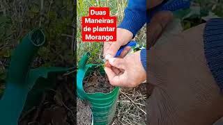 duas maneiras de plantar morango [upl. by Eckart]