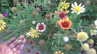 Gaillardia plant seeds collection  How to collect amp save Gaillardia Blanket flower seeds [upl. by Liuqnoj824]