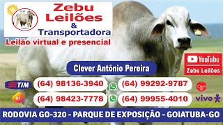 Zebu Leilões em GoiatubaGO [upl. by Essiralc224]