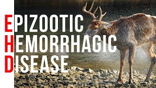 The Truth about EHD Epizootic Hemorrhagic Disease In Whitetail Deer [upl. by Zanze239]